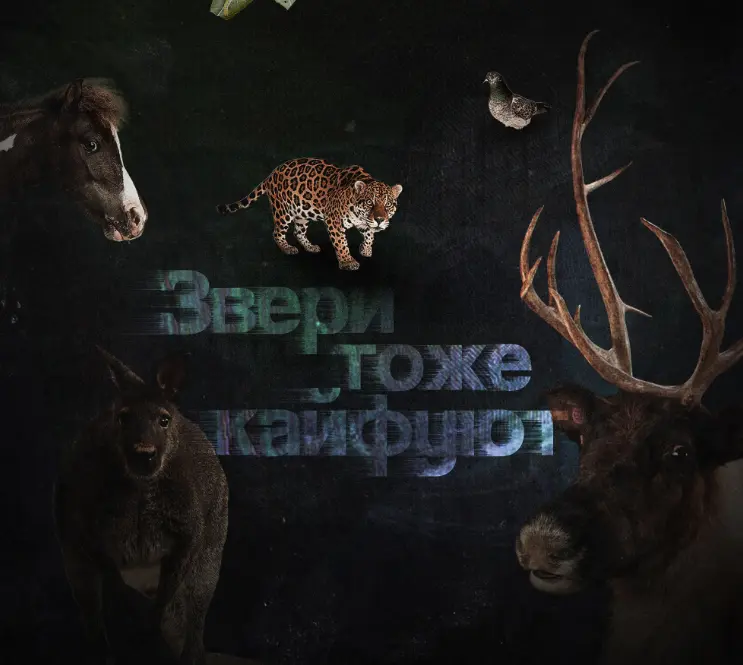 Animals get high too.webp