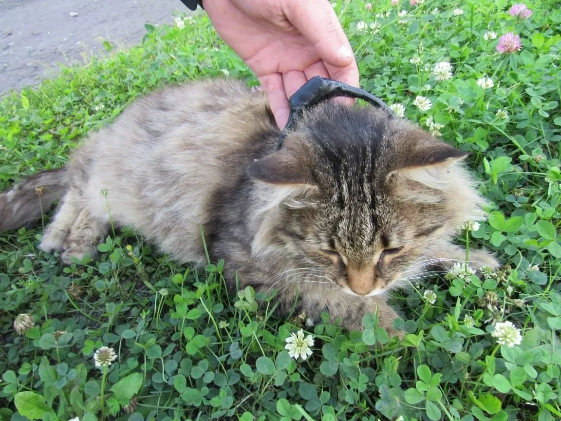 В Нижегородской области кота пытались использовать для доставки наркотиков