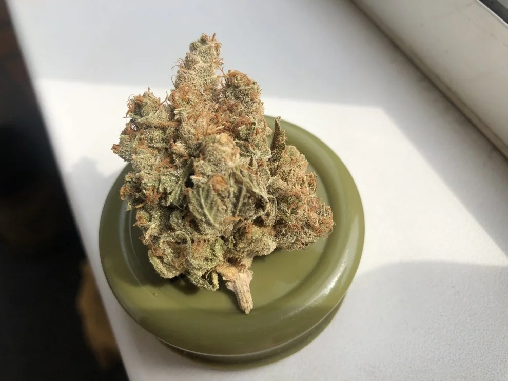 Hydra Grind the cone with a grinder.webp