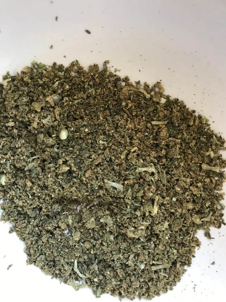 Hydra  hydraclubb  _ _ _ _ Blueberry.webp