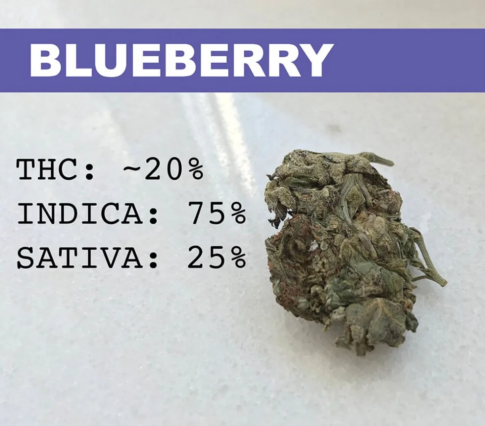 Hydra  hydraclubb  _ _ Blueberry.webp