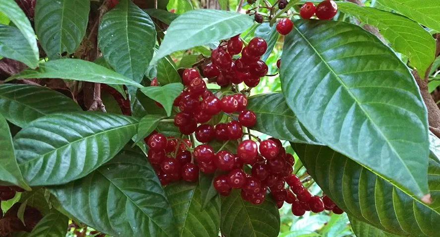 Hydra  hydraclubb Psychotria viridis.webp