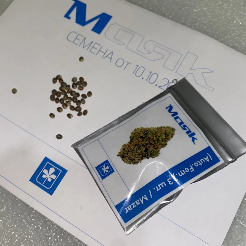 Hydra  Mayak Seeds.webp