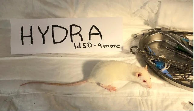 Hydra опыты над животными.webp
