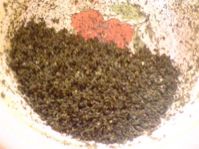 Hydra soak the herb with oil.webp