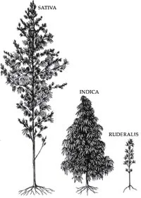 Hydra Strains and Forms of Marijuana.jpg