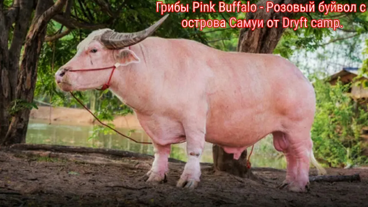 Origins and Legends of Pink Buffalo.webp