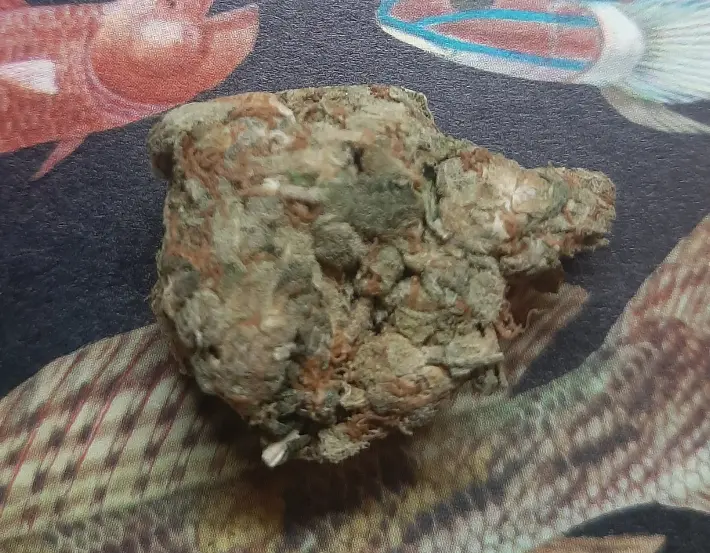 Mega Trip-report Perm, Perm region Cannabis combo of three varieties buy.webp