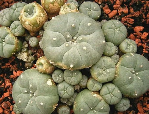 Mescaline Hydra.webp