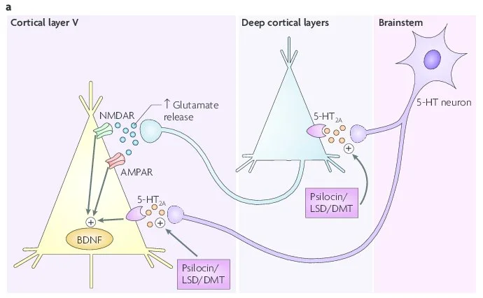 Prefrontal Network Activation and Glutamate Release by Psychedelics.jpg