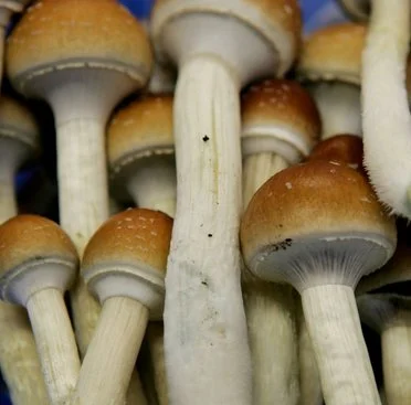 Psilocybin mushrooms Hydra.webp