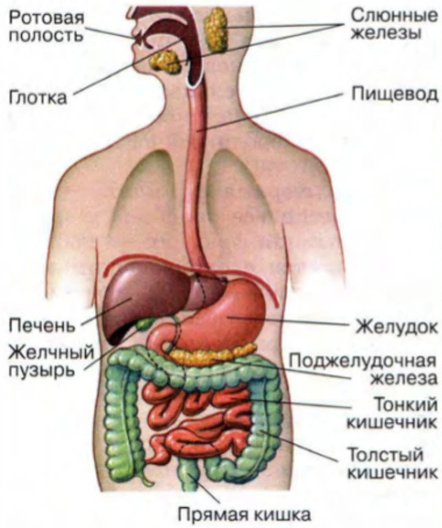 Swallowed the bookmark What to do.webp