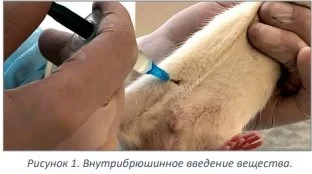 внутрибрюшное введение вещества.webp