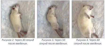Животные группы А.webp