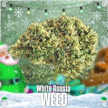 GangBang shop ★☘VHQ Шишки White Russian☘★.jpg