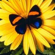 girasole1950