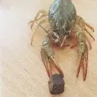 prokt
