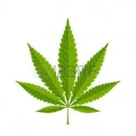 chiefkemist