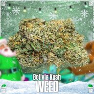 ☘ Шишки Bolivia Kush ☘