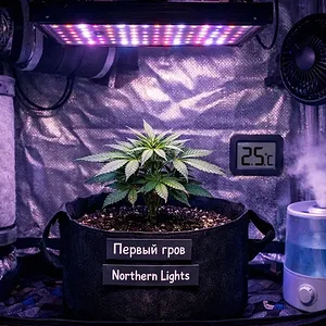 first-time-cannabis-grow-guide-indoor-setup.webp